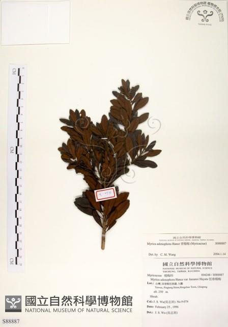 青楊梅藏品圖，第1張