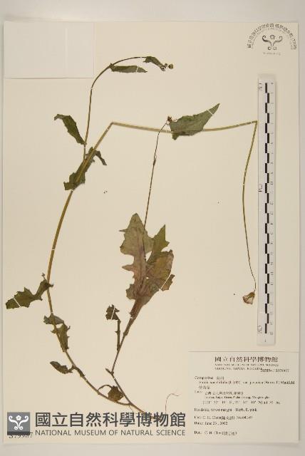 紫背草藏品圖，第1張