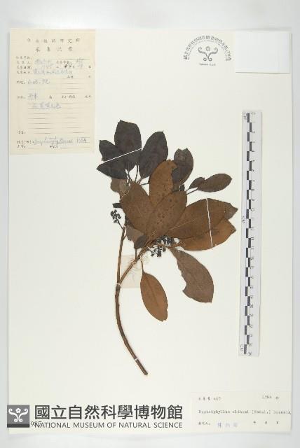 俄氏虎皮楠、蘭嶼虎皮楠、虎皮楠藏品圖，第1張