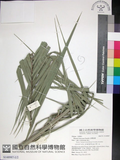 台灣海棗藏品圖，第1張