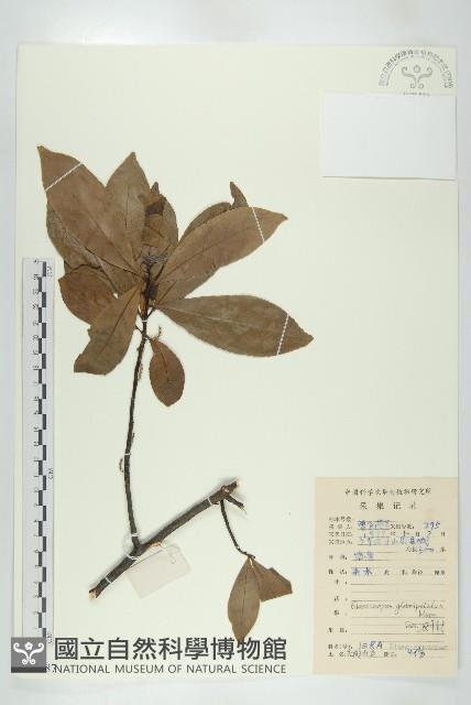 禿瓣杜英藏品圖，第1張