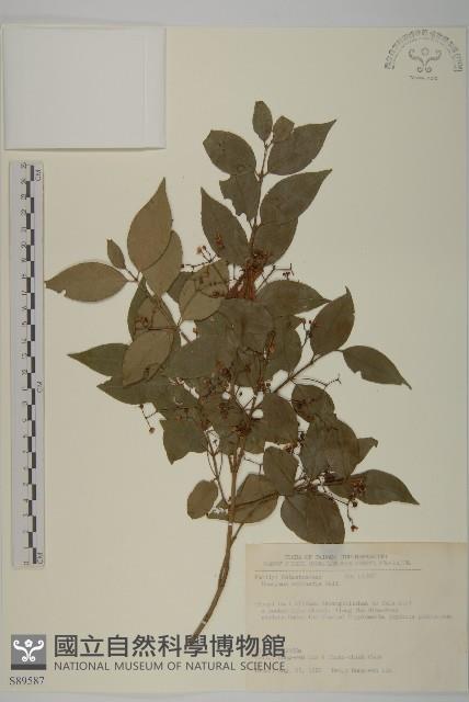 刺果衛矛藏品圖，第1張