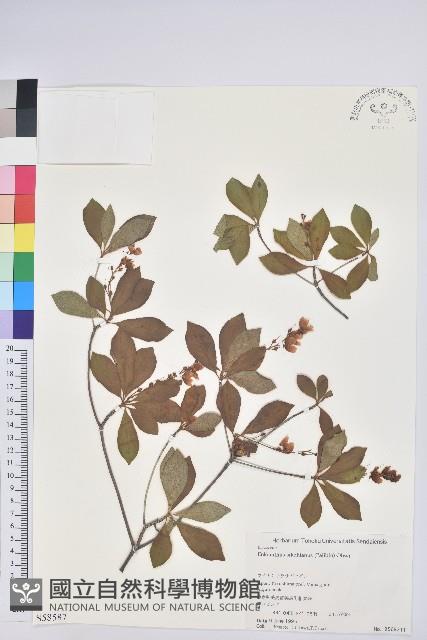 登錄號:S058587藏品圖，第1張