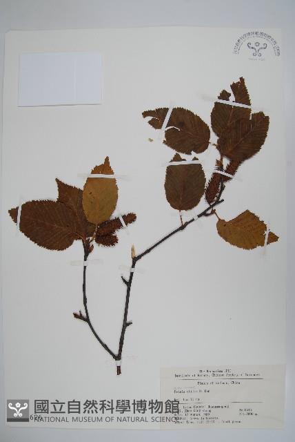 糙皮樺藏品圖，第1張