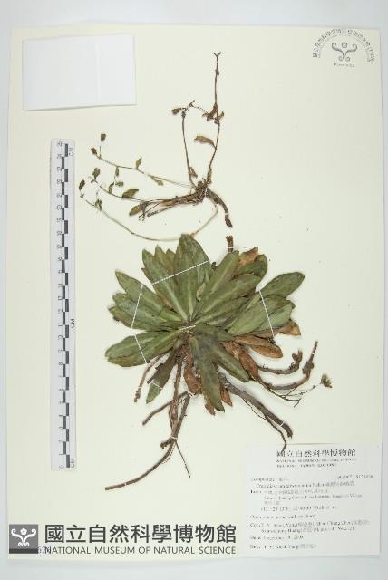 臺灣假黃鵪菜藏品圖，第1張