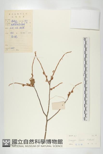 崖柿藏品圖，第1張