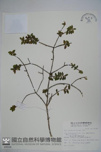 雲南冬青藏品圖，第1張