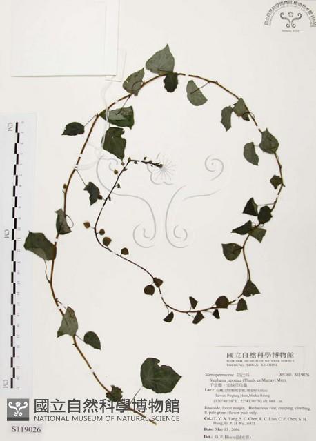 大還魂、玉笑葛藤藏品圖，第1張