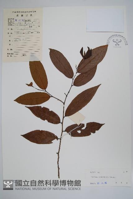 假鷹爪藏品圖，第1張