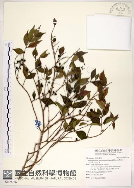 十子木、加入舅藏品圖，第1張