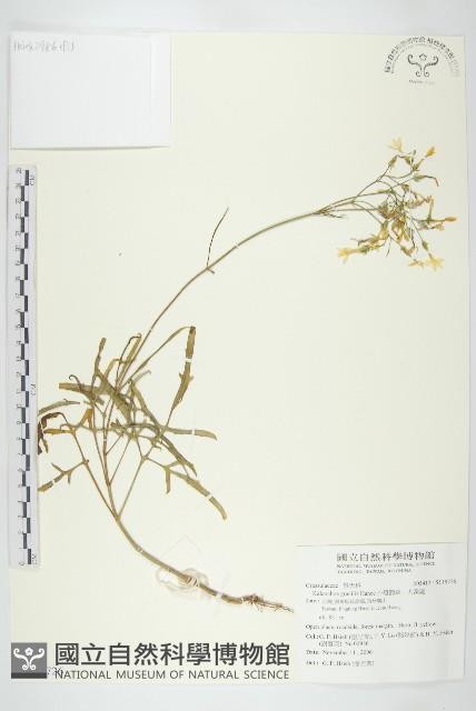 小燈籠草、大還魂藏品圖，第1張