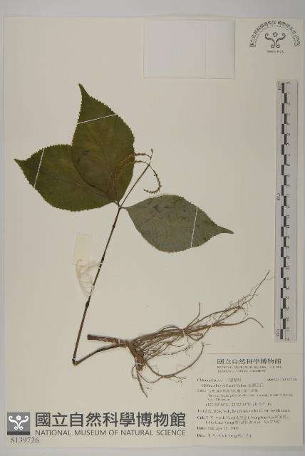 臺灣及己藏品圖，第1張