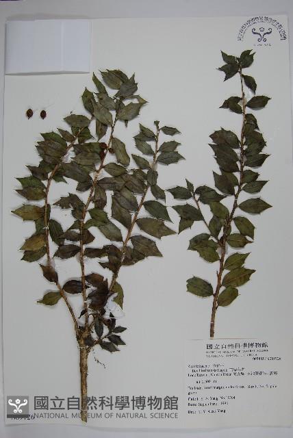 苗栗冬青藏品圖，第1張