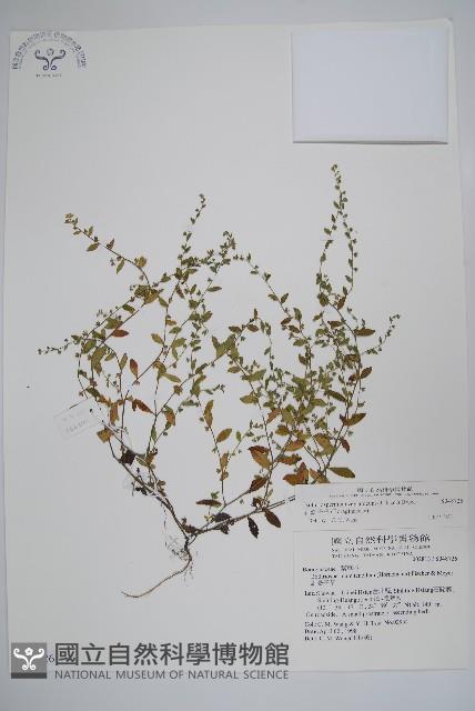 田代氏澤蘭藏品圖，第1張