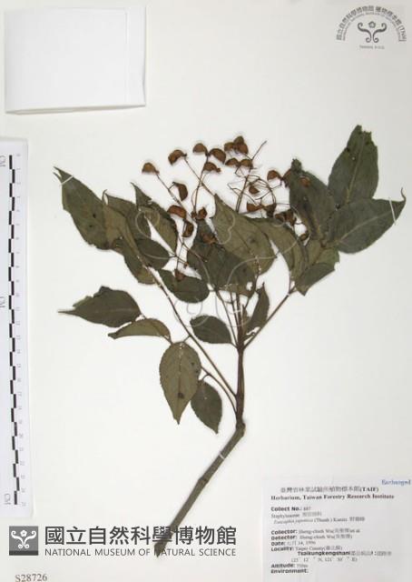 灰色木藍藏品圖，第1張