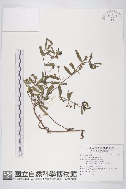 鱧腸藏品圖，第1張