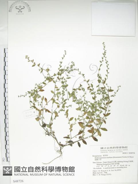 細纍子草藏品圖，第1張