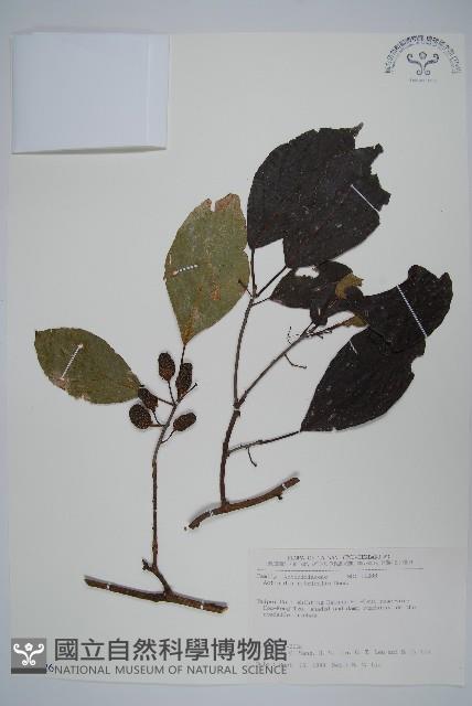 紅莖獼猴桃藏品圖，第1張