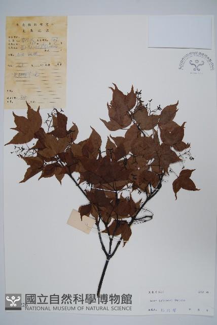 嶺南槭藏品圖，第1張