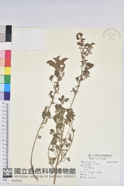 印度鐵莧藏品圖，第1張