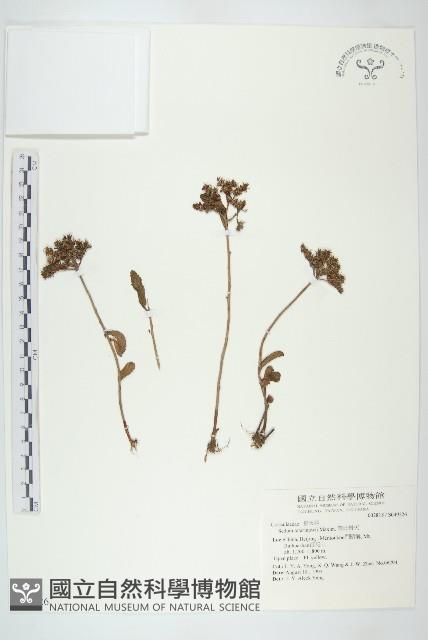 華北景天藏品圖，第1張