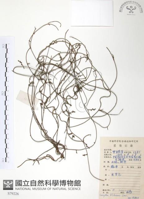 無根草藏品圖，第1張