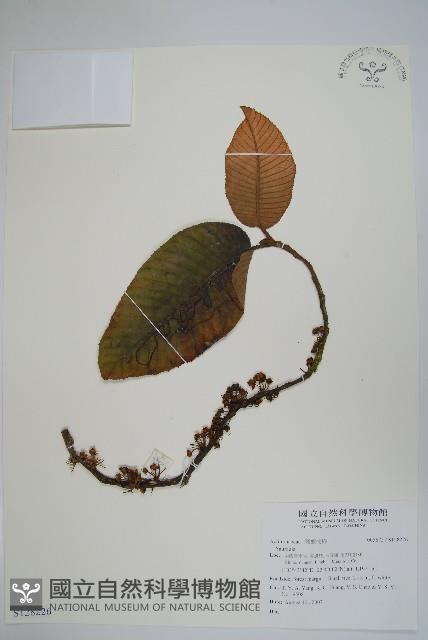 登錄號:S128226藏品圖，第1張