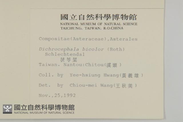 茯苓菜藏品圖，第1張