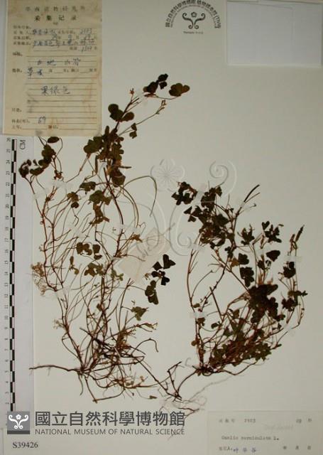 酢漿草藏品圖，第1張