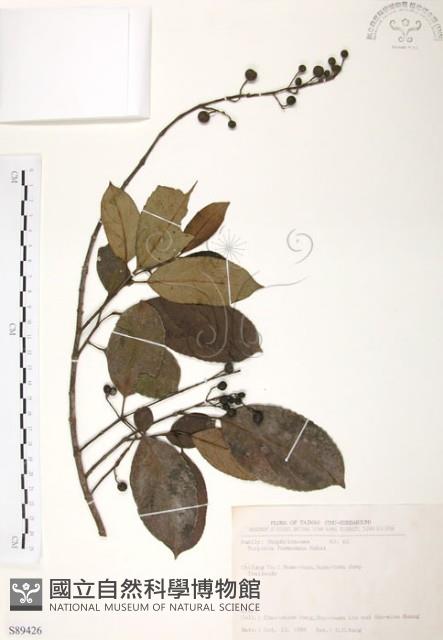 山香圓藏品圖，第1張