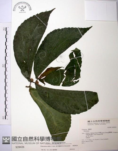 食用樓梯草藏品圖，第1張