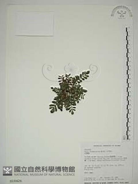 臺灣莓藏品圖，第1張