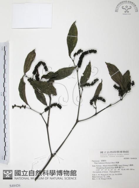 風藤藏品圖，第1張