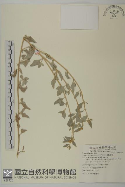 馬氏濱藜藏品圖，第1張