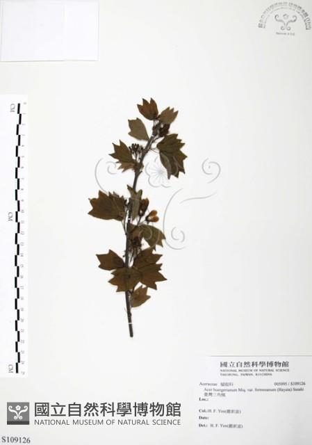 臺灣三角楓藏品圖，第1張