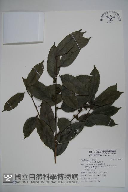 臺灣糊樗藏品圖，第1張