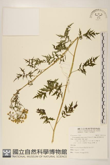 臺灣劉寄奴藏品圖，第1張