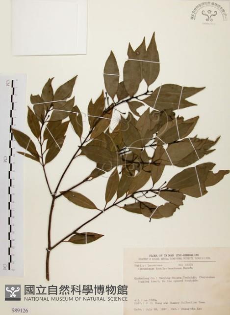 山肉桂、台灣肉桂藏品圖，第1張