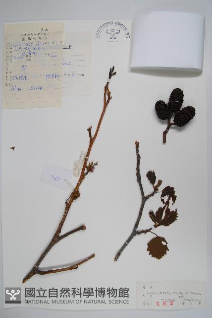 遼東赤楊、遼東榿木、毛赤楊藏品圖，第1張