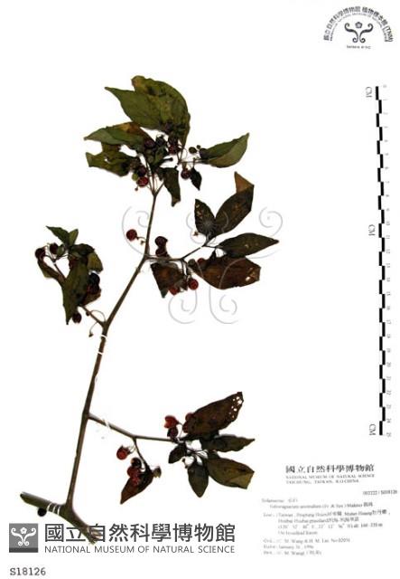 龍珠藏品圖，第1張