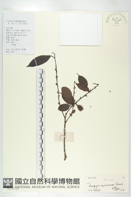 山紅柿藏品圖，第1張