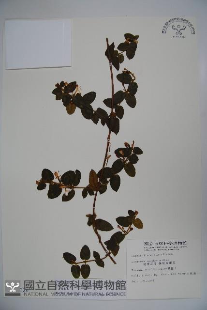 無梗忍冬藏品圖，第1張