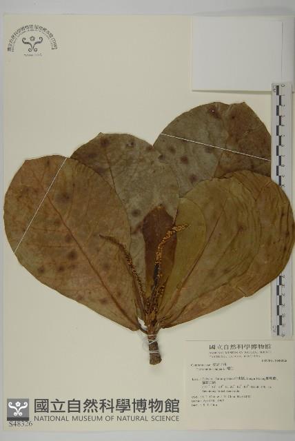 欖仁藏品圖，第1張