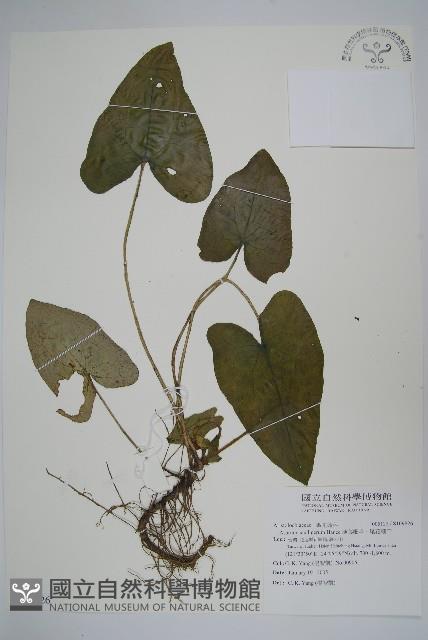 薄葉細辛、尾花細辛藏品圖，第1張