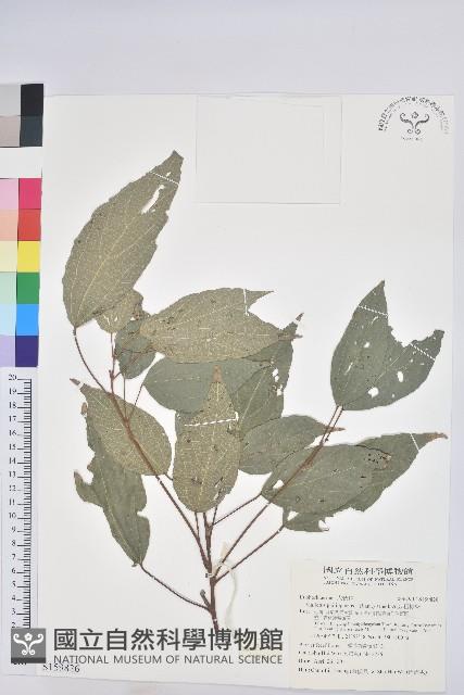 粗糠柴藏品圖，第1張