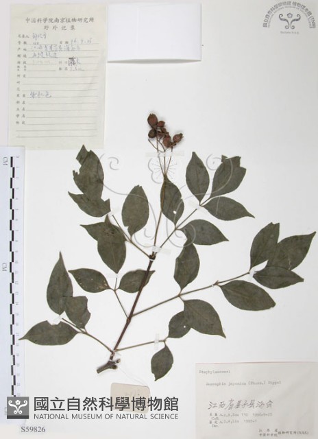 灰色木藍藏品圖，第1張