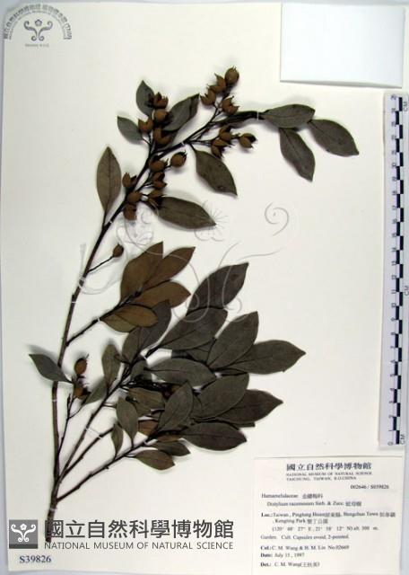 蚊母樹藏品圖，第1張