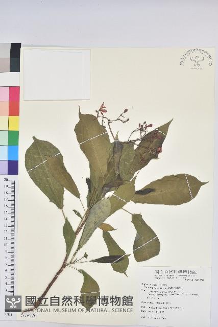 琴葉櫻藏品圖，第1張