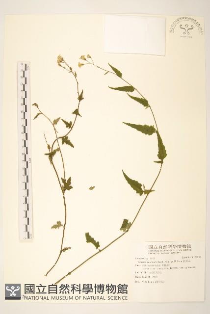 蔓黃菀藏品圖，第1張