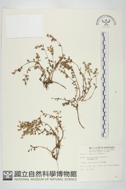 星果佛甲草藏品圖，第1張